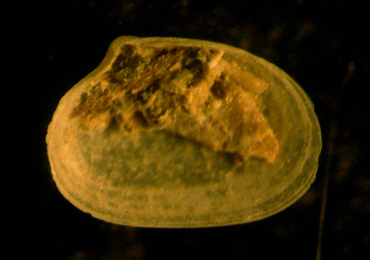 mysella